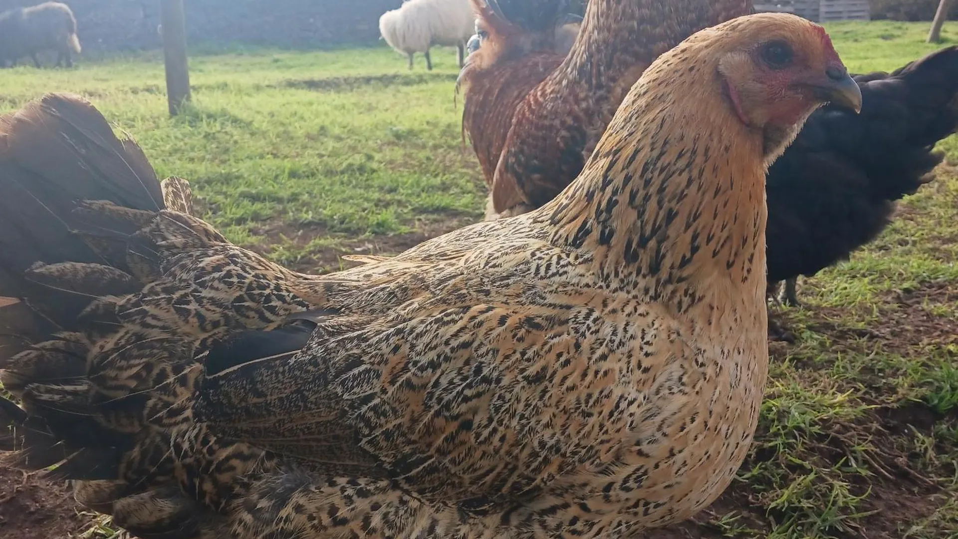 Achadas Da Cruz Farm House Португалия